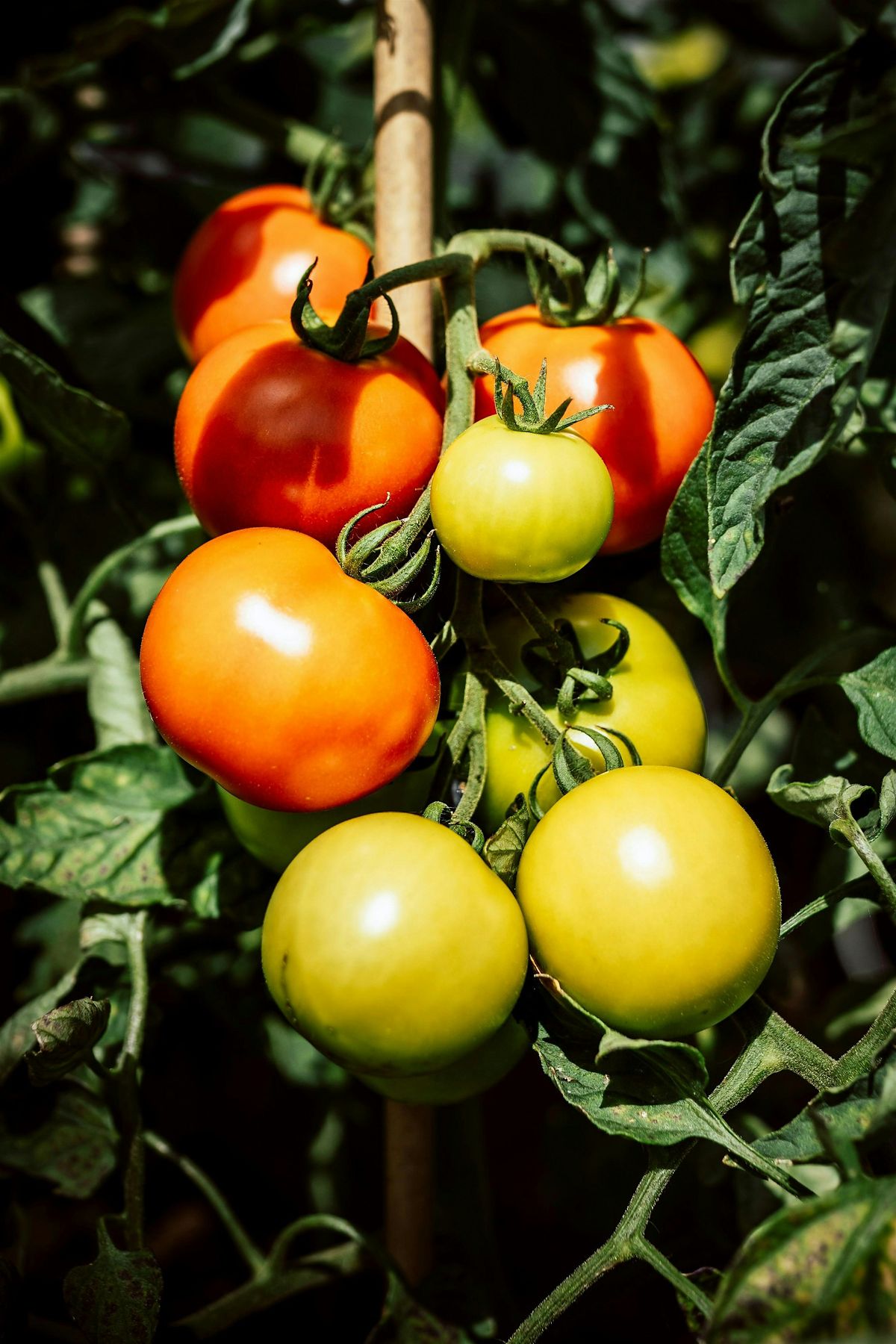Tomato School, 14 August | Event in Pittsburgh | AllEvents
