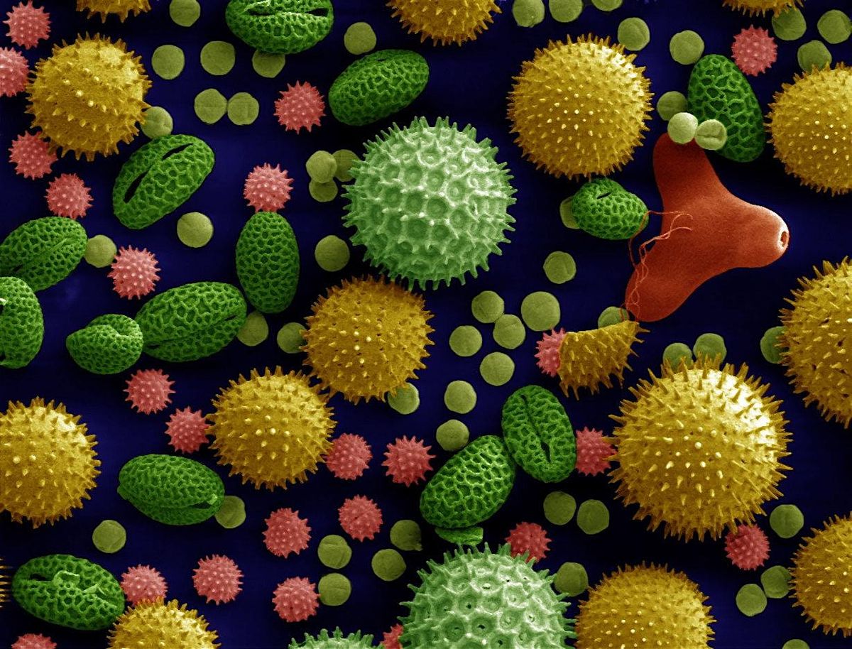 Saturday DNA! Pollen-palooza !, 7 June | Event in Cold Spring Harbor | AllEvents