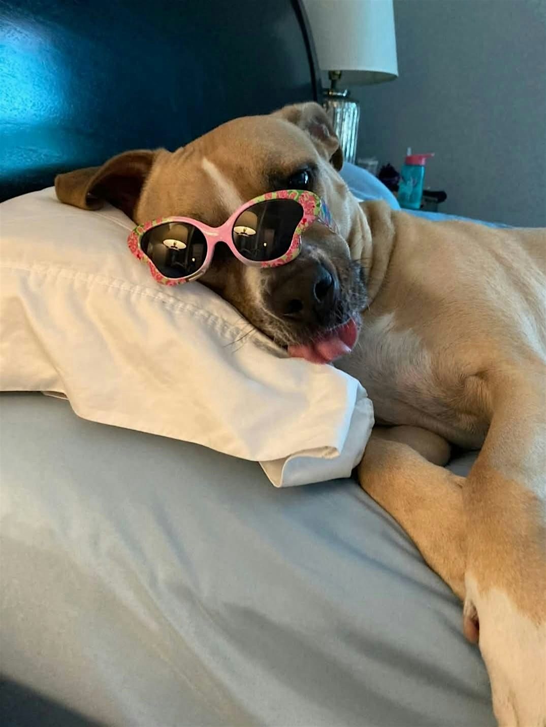 Animal Welfare Geauga Humane Society Dogs Geauga Humane Society