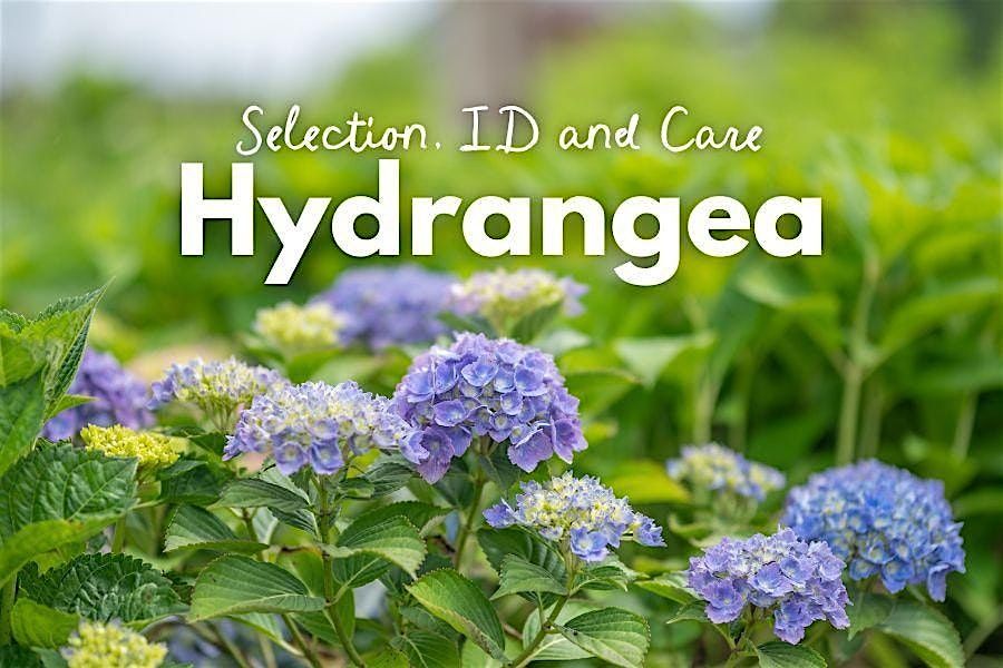 Hydrangea Identification, Selection and Care, 12 July | Event in Fairfax | AllEvents