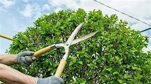 Tree and Shrub Pruning with RiverEdge, 21 October | Event in Grafton | AllEvents