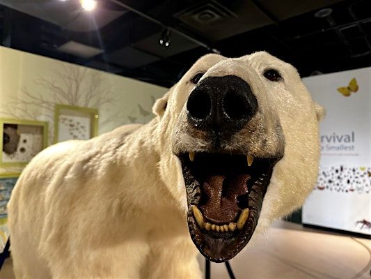 Burpee Museum BSA: Mammal Merit Badge - Virtual  0818, 18 August | Event in Rockford | AllEvents