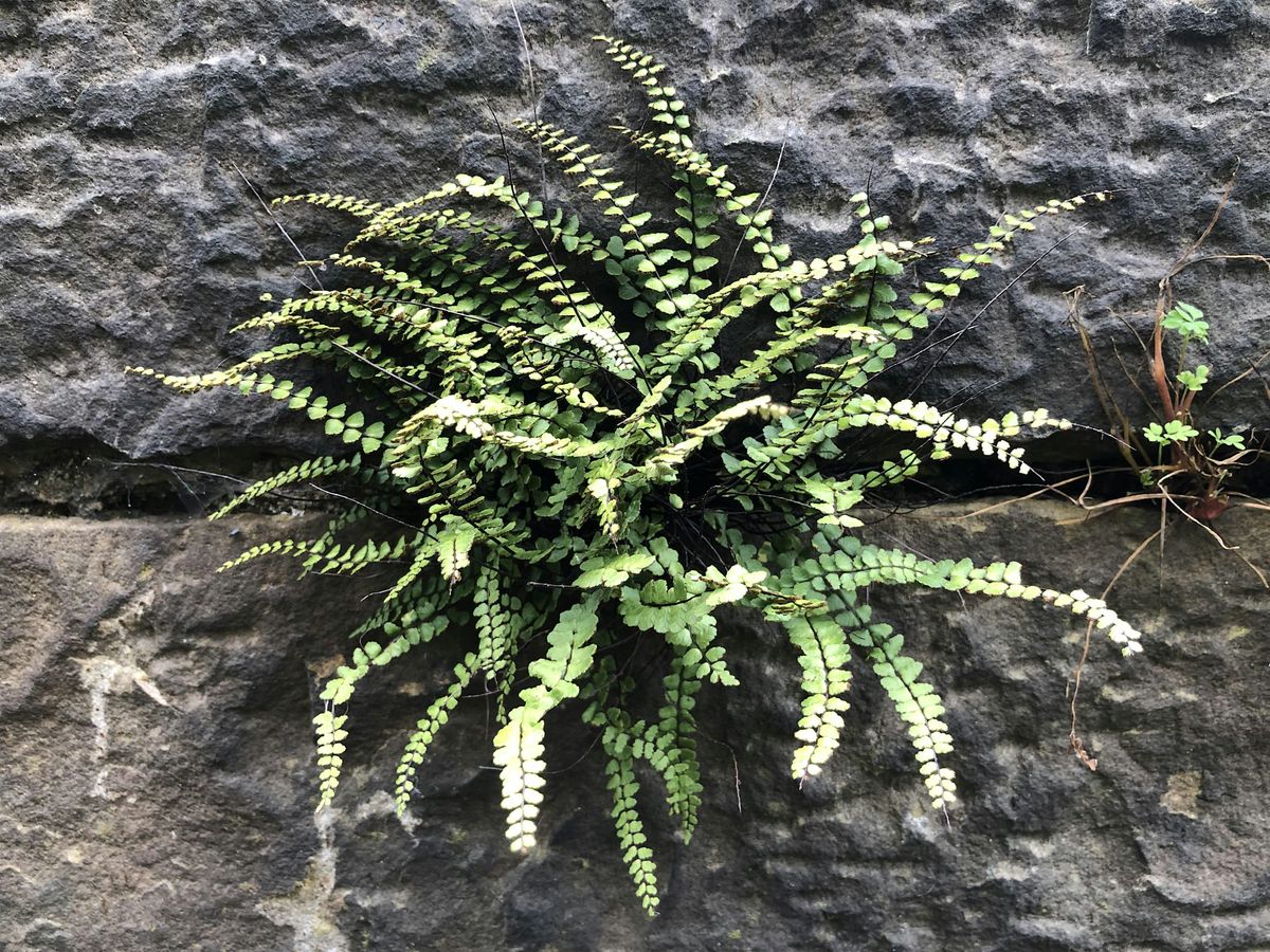 Finding Nature in the City: An Introduction to Urban Forest Bathing, 7 September | Event in Edinburgh | AllEvents