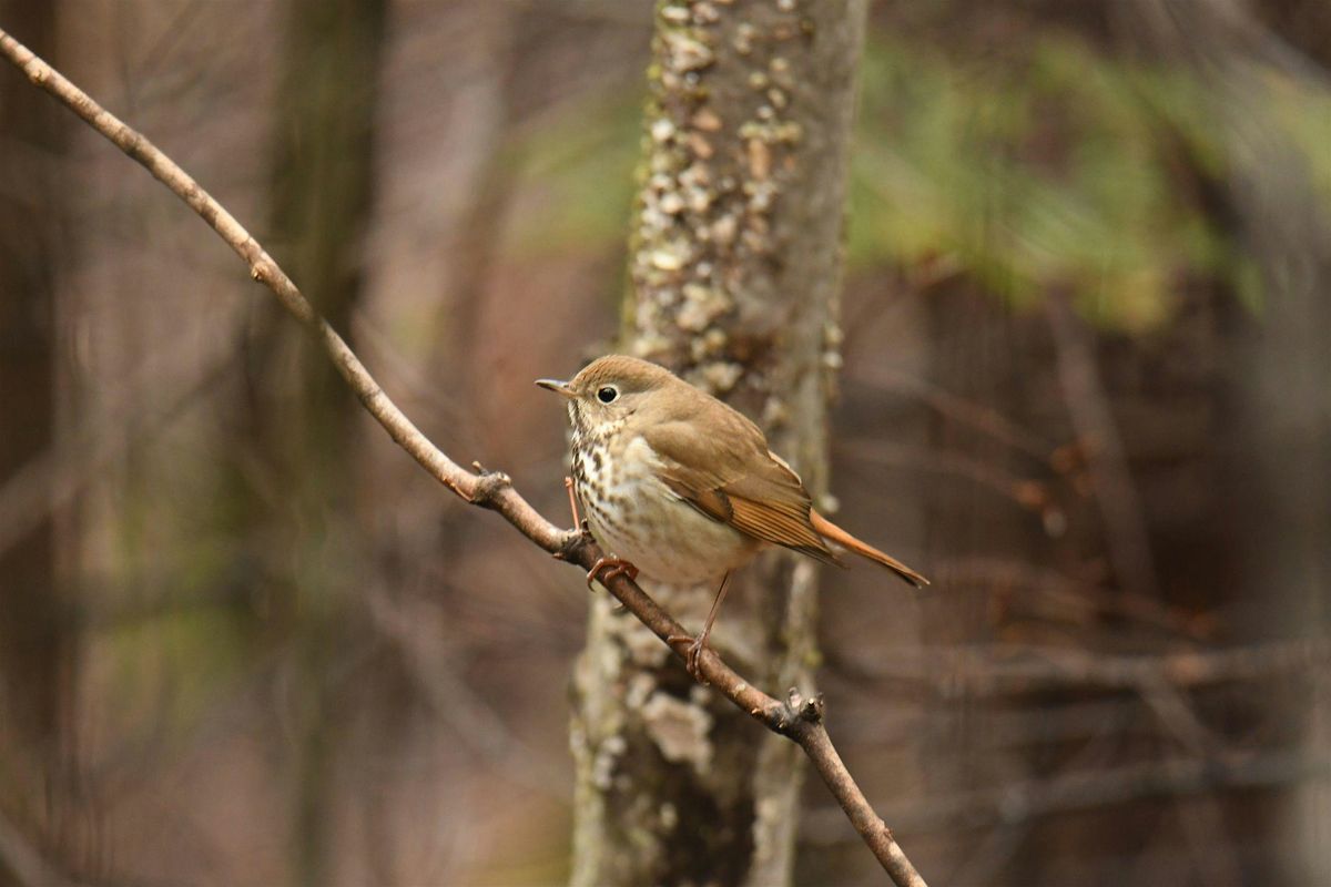 Guided Birdwatching for People with Mobility Challenges, 14 September | Event in Bloomington | AllEvents