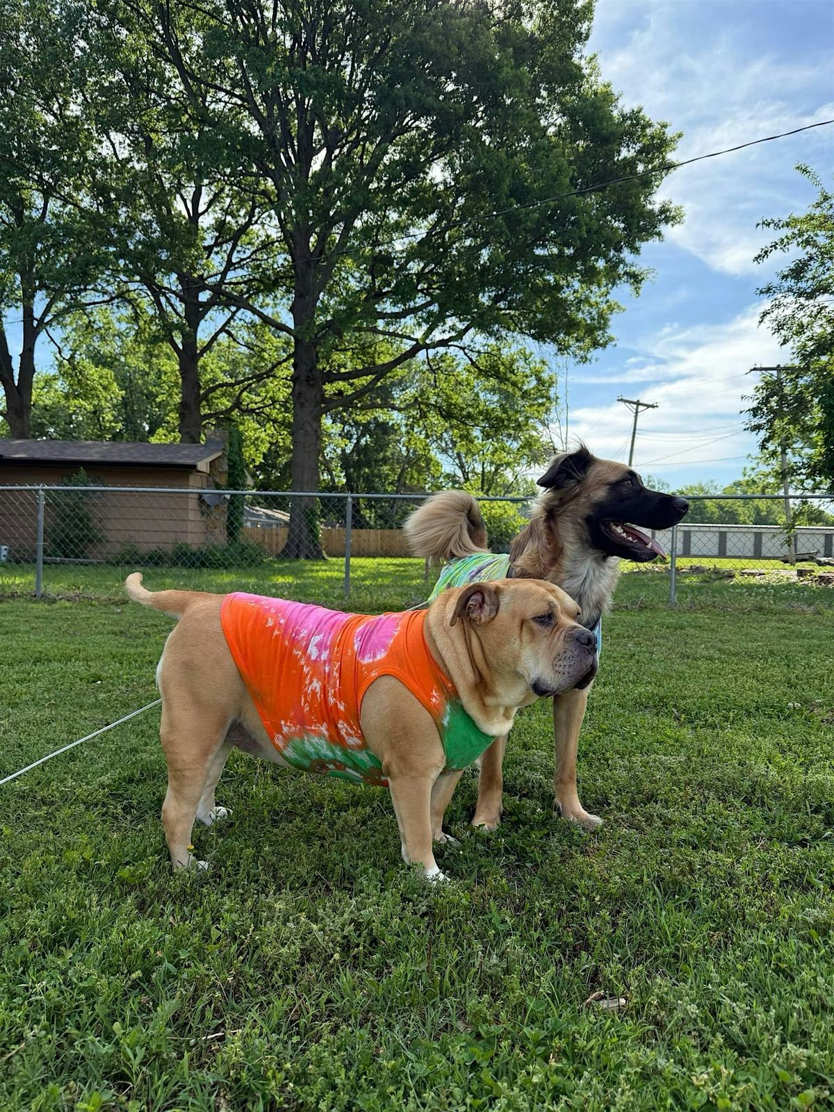 Dog Days of Summer- Make Matching Tie Dye for You and Your Furry Friend!, 29 June | Event in Kansas City | AllEvents