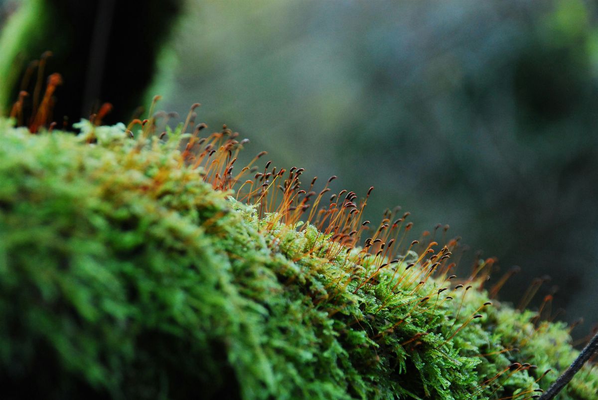 Mosses and Liverworts with Rachel Carter, 7 March | Event in Northampton | AllEvents