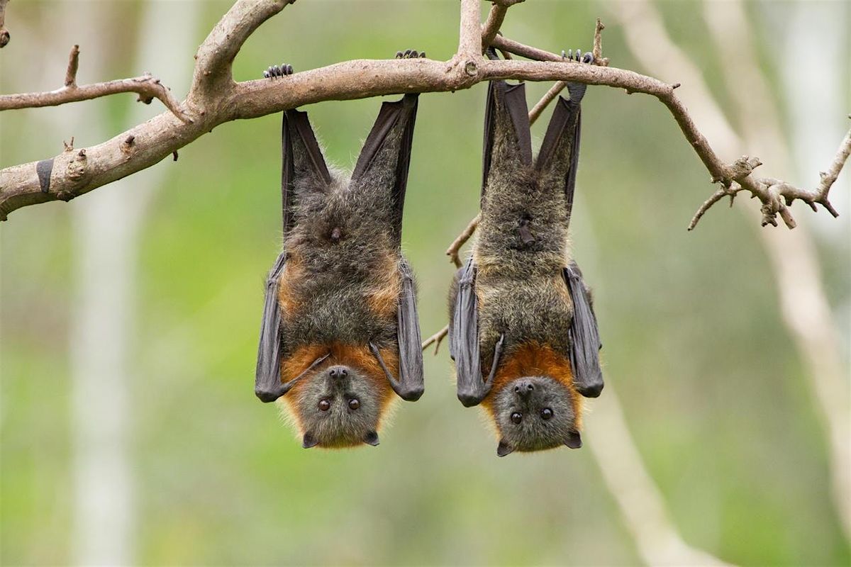 Fireflies and Bats Walk, 21 June | Event in Alexandria | AllEvents
