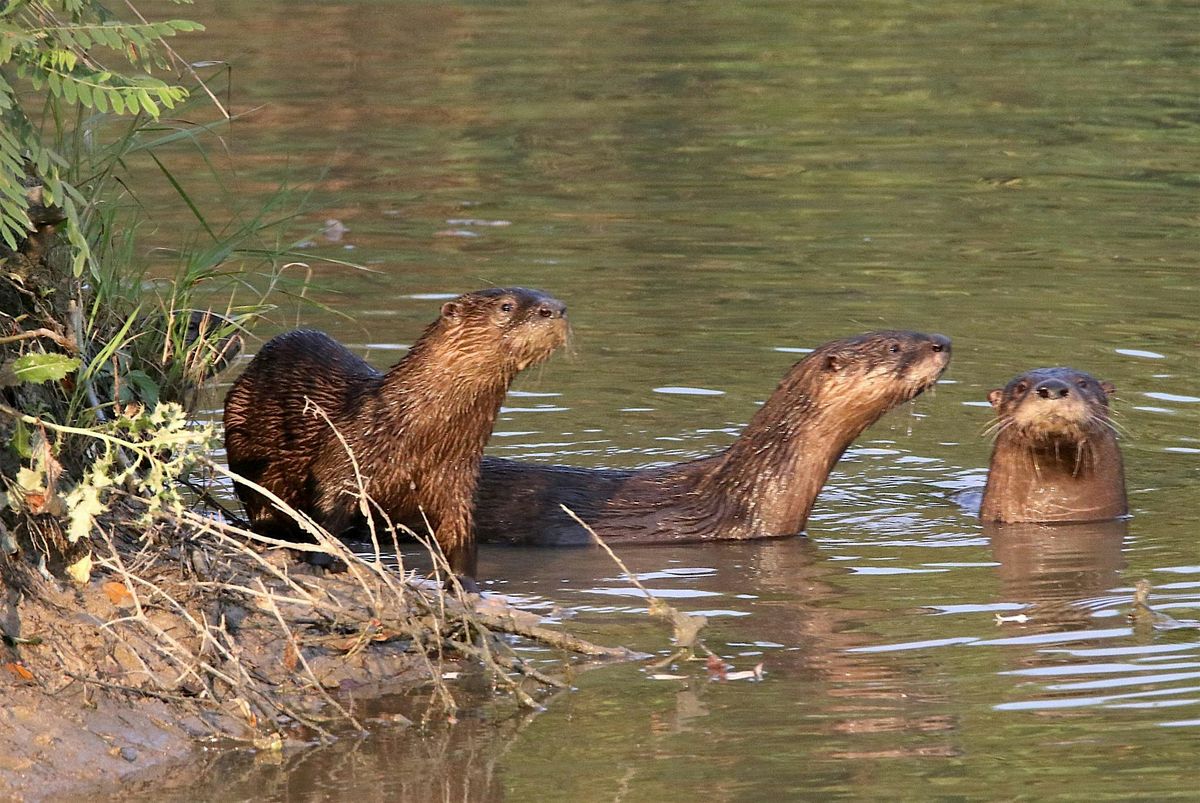Hike with Jeff Vogelpohl (The Otter Whisperer), 23 August | Event in Oak Harbor | AllEvents
