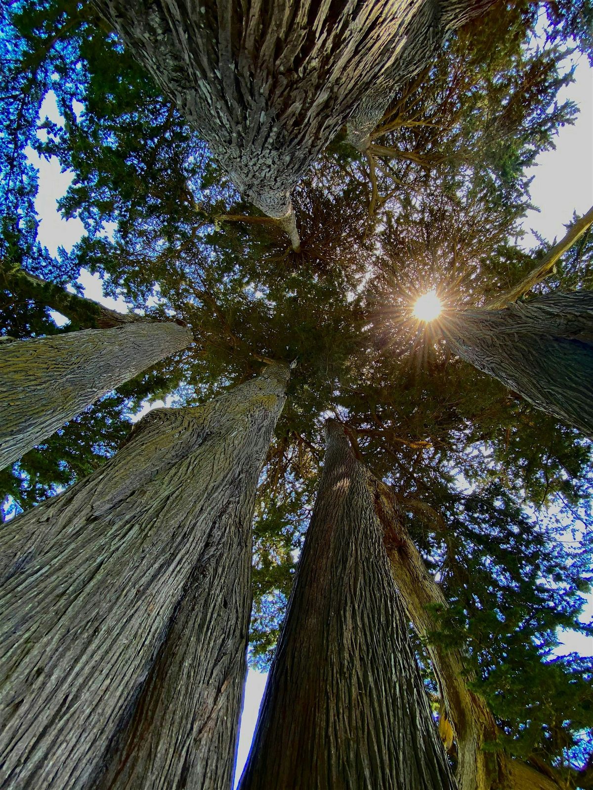 Full Moon Forest Bathing @ Cypress Lawn Arboretum, 11 June | Event in Colma | AllEvents