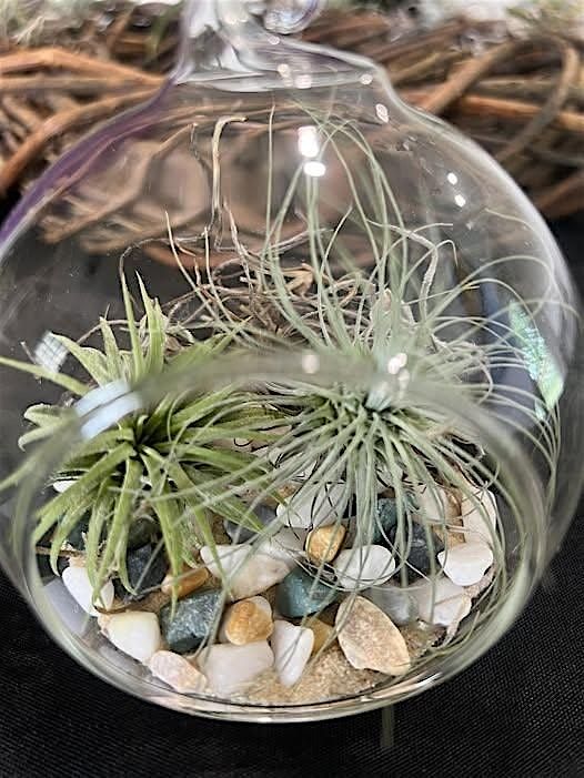 Air Plant Solarium Workshop, 24 August | Event in Clare | AllEvents