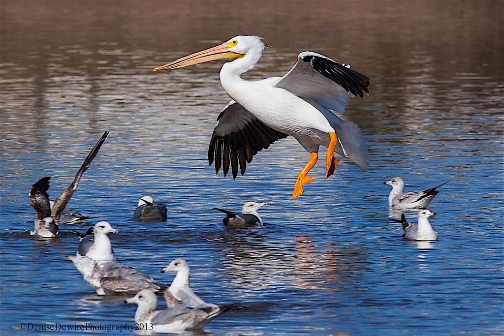 LO Central Coast | Beginning Bird Walk at Jim May Park, 13 September | Event in Santa Maria | AllEvents