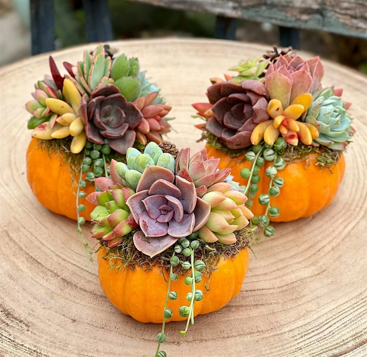 Succulent Pumpkins with Myrtle Creek Vineyards, 28 September | Event in Fallbrook | AllEvents