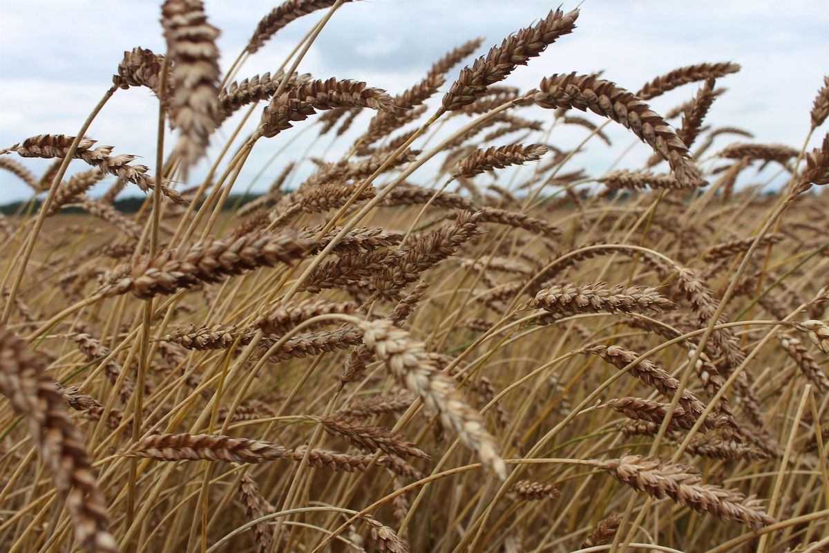 Seed to Bread: Post Harvest Grain Processing with Scotland The Bread, 12 October | Event in Glasgow | AllEvents