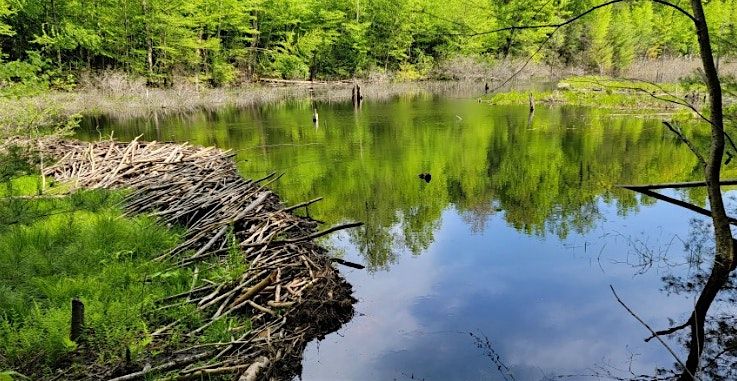 Trails Day Conservation Hike at Trinity Forest Preserve, 8 June | Event in West Cornwall | AllEvents