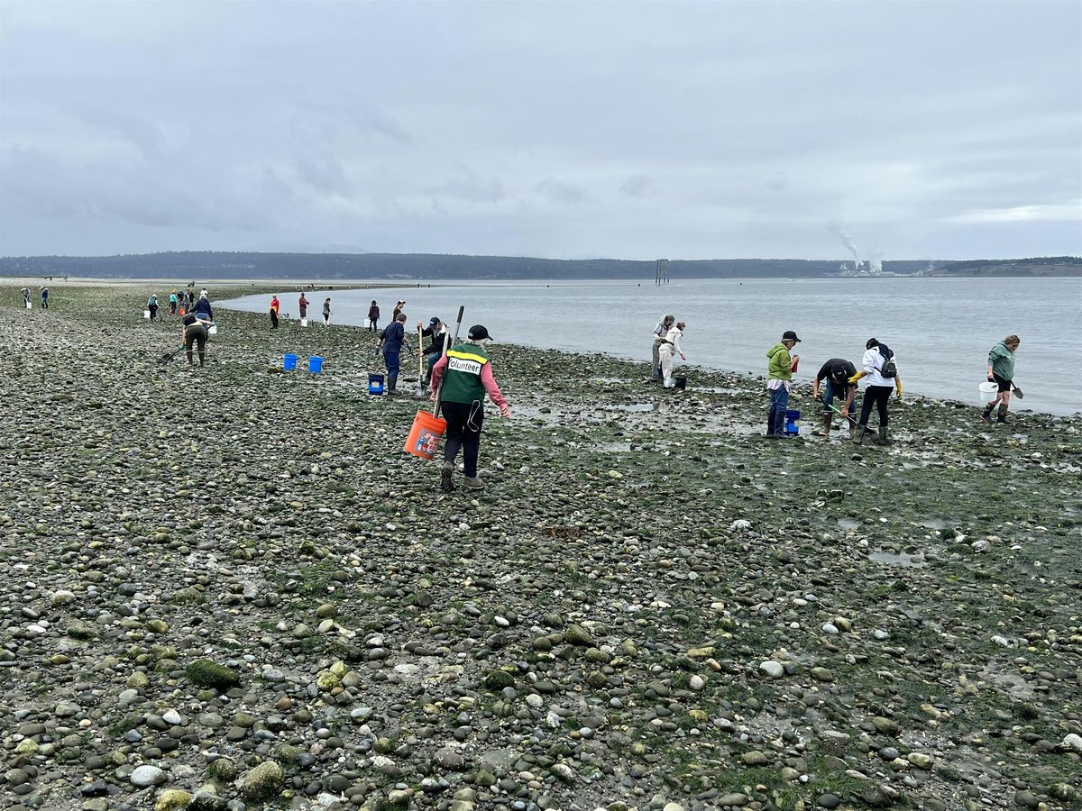 Clumming Clamming at Fort Flagler 2025, Lower Camp Area, Marrowstone, 11 July ...