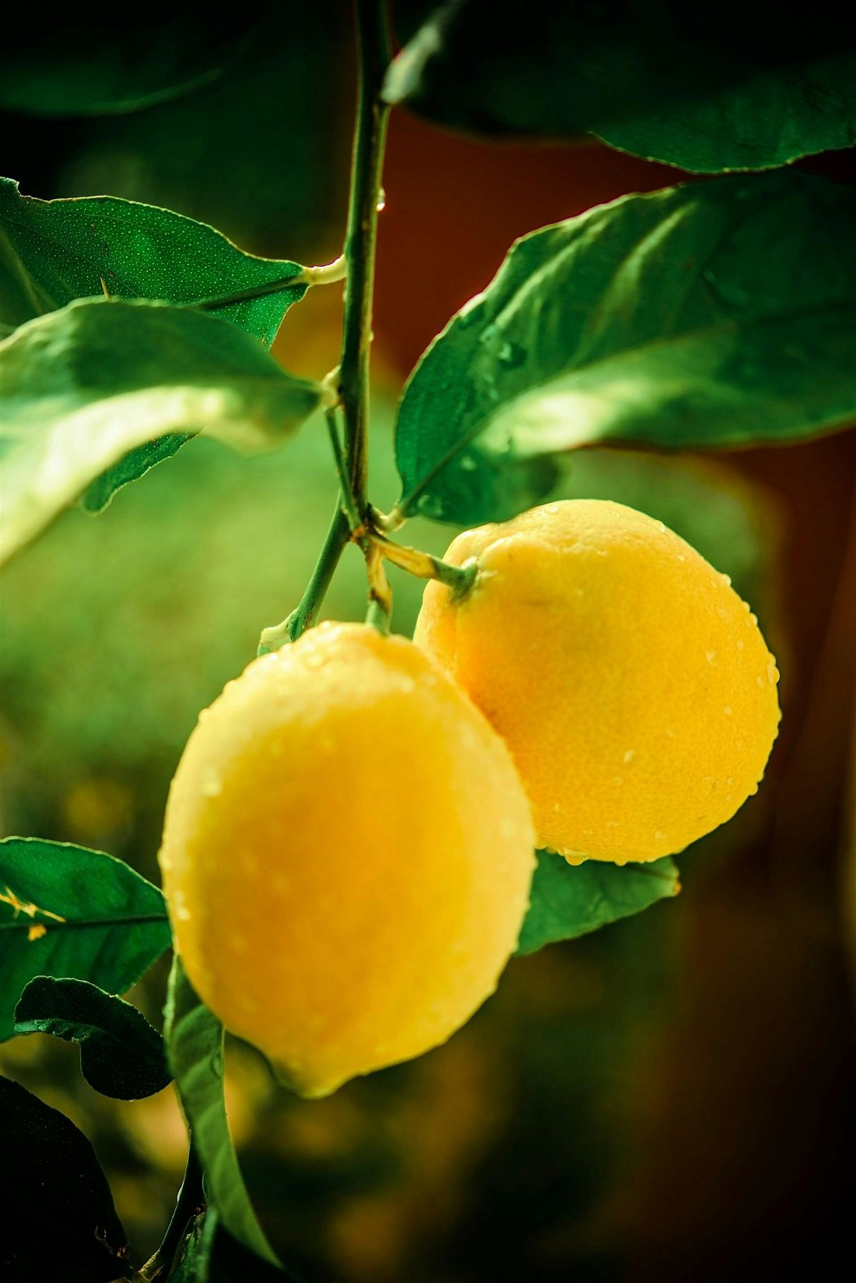 Krumkake with the flavors of summer, 29 July | Event in Minneapolis | AllEvents
