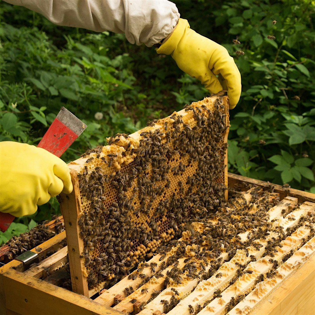 Backyard Beekeeping 201: This Second Year with Bees, 23 August | Event in Deltona | AllEvents