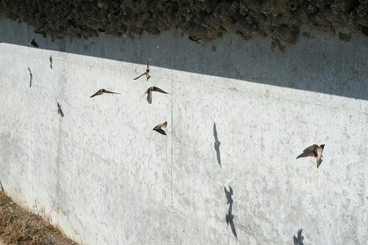 Kahâriwis (Cliff Swallow) Site Visit, 10 May | Event in Pawhuska | AllEvents