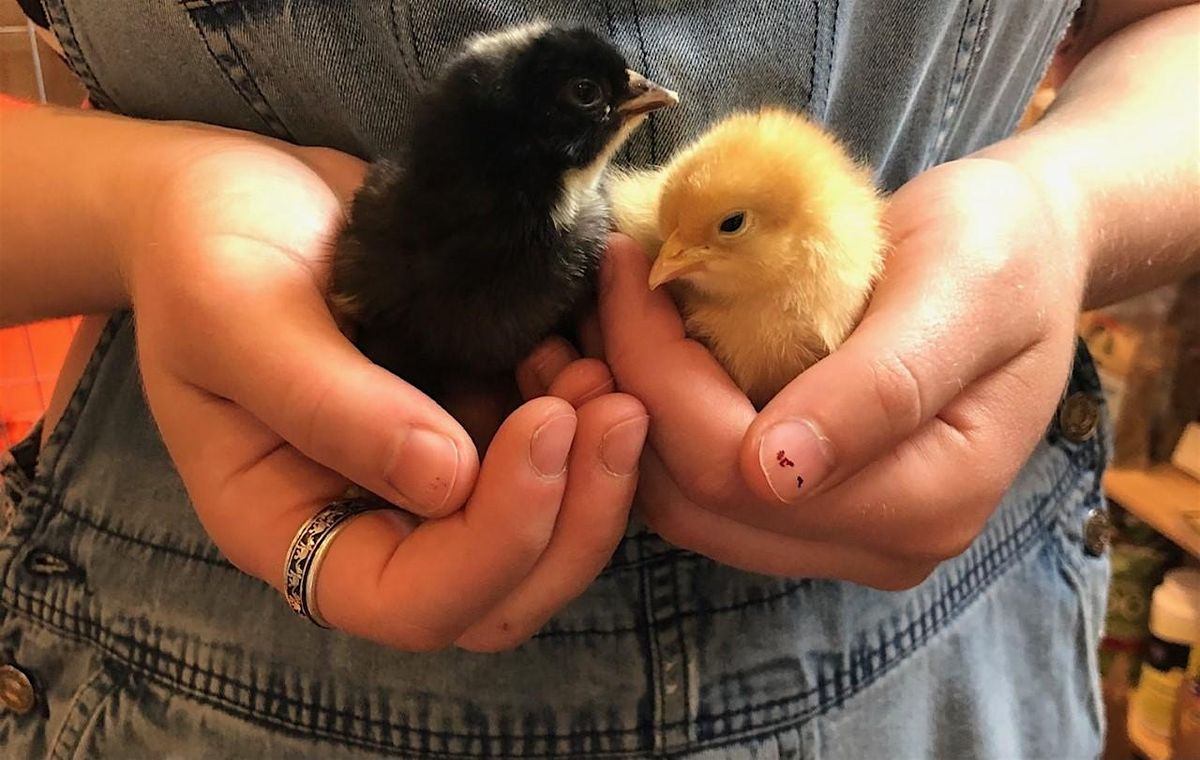 Backyard Chicken Basics Class Online -May 31, 31 May | Event in Saint Paul | AllEvents