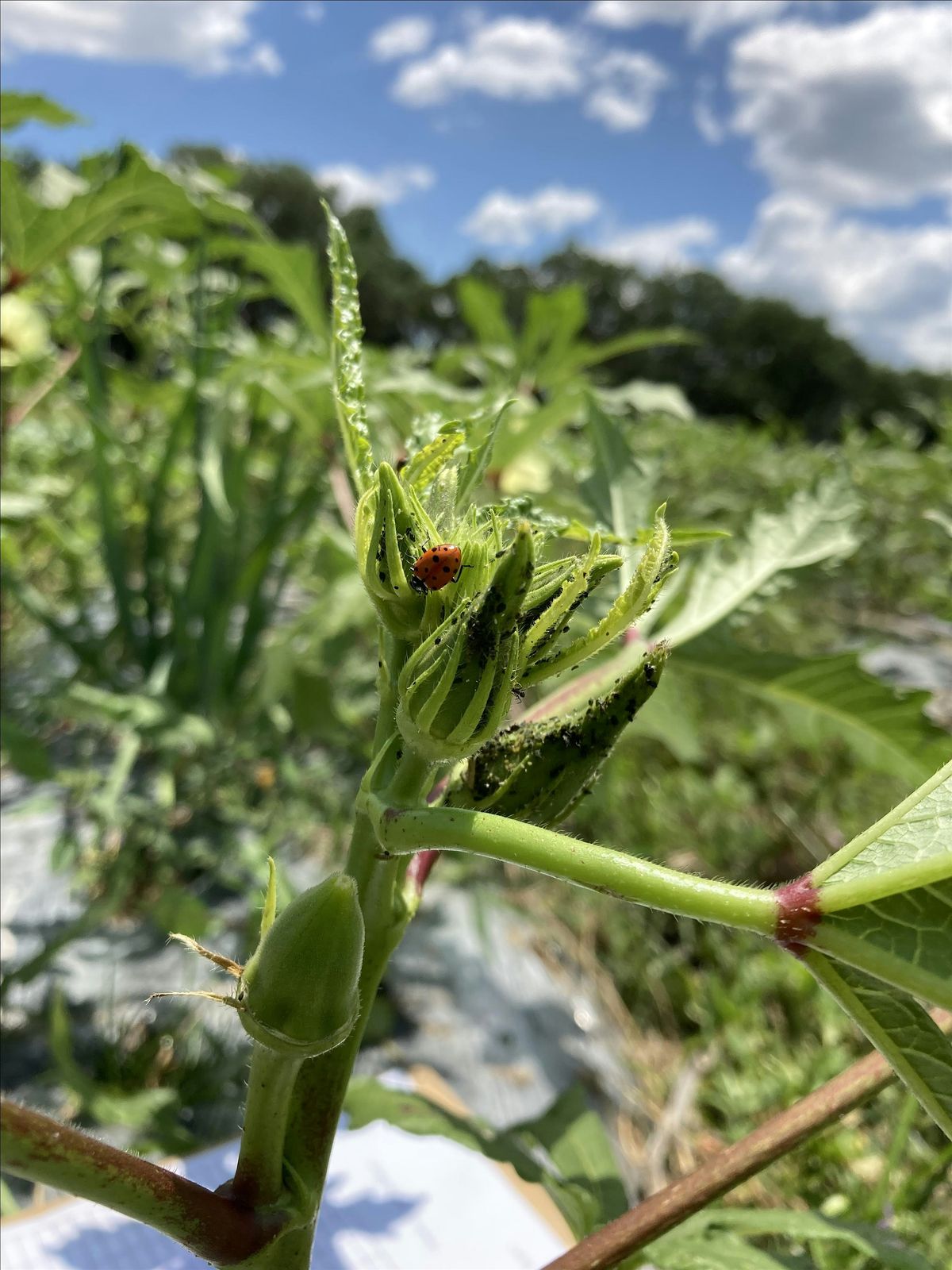 Integrated Pest Management Workshop, 5 August | Event in Palmetto | AllEvents