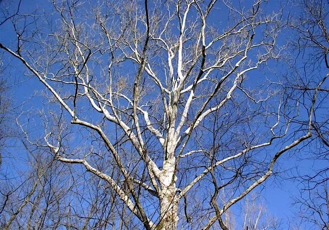 Eliza Howell Park - Identifying Trees in Winter, 24 January | Event in Detroit | AllEvents