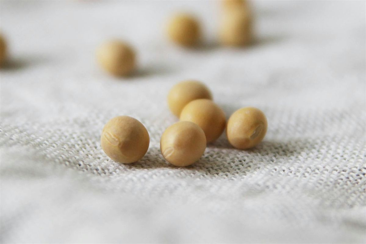 "From Bean to Block"   Tofu-making workshop, 9 November | Event in Amsterdam | AllEvents