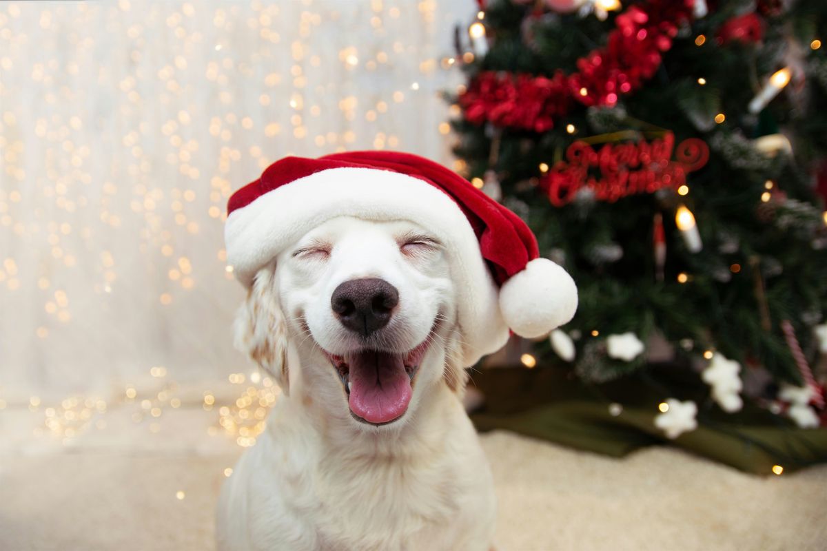 Bark and Brews with Santa (Thursday), 4 December | Event in Peabody | AllEvents