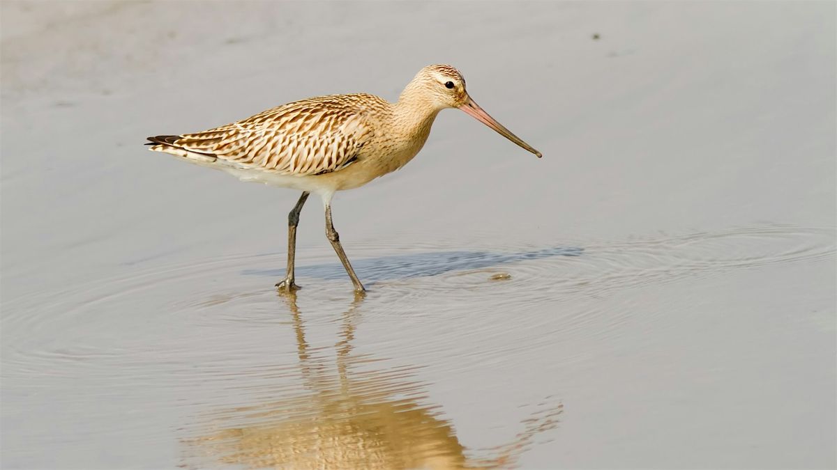 Doane Rock and Nauset Bay Shorebirds, 13 August | Event in Eastham | AllEvents