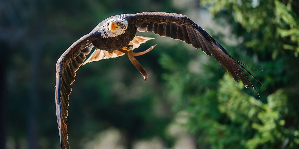 The Choice for Wildlife – Sony-Workshop, 8 March | Event in Nürnberg | AllEvents