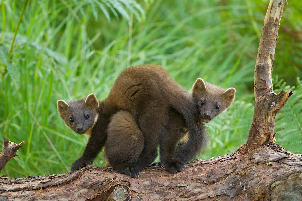 Talk for tourism & hospitality workers; the Two Moors pine marten project, 4 December | Event in Minehead