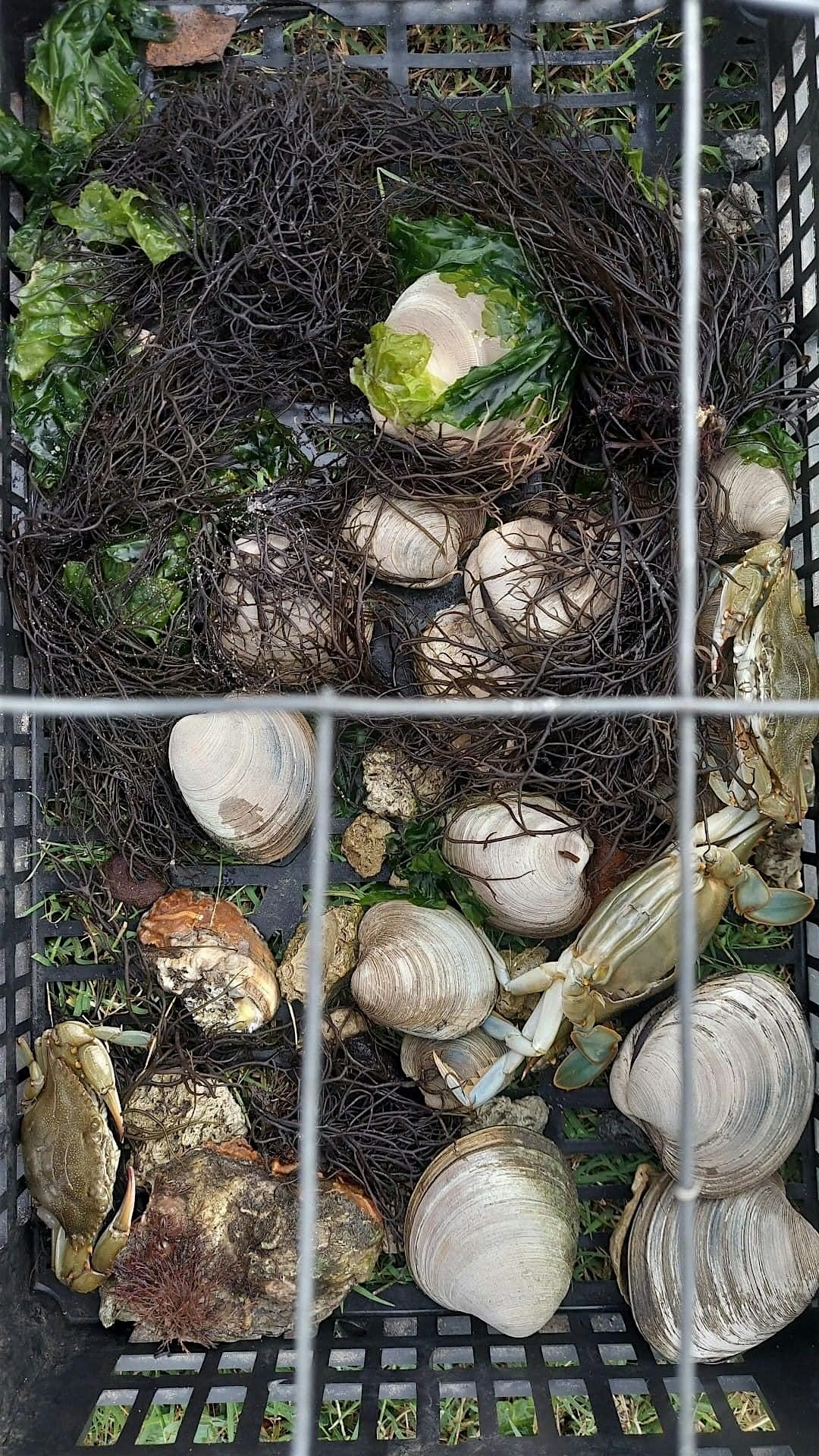 Tidewater Traditions: Ancient Coastal Harvesting Experience, 19 October | Event in Cedar Island | AllEvents
