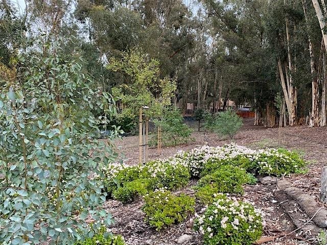 Plant a Tree Day 2025 - Hosted by LF1 Forest Committee, 27 September | Event in Lake Forest | AllEvents