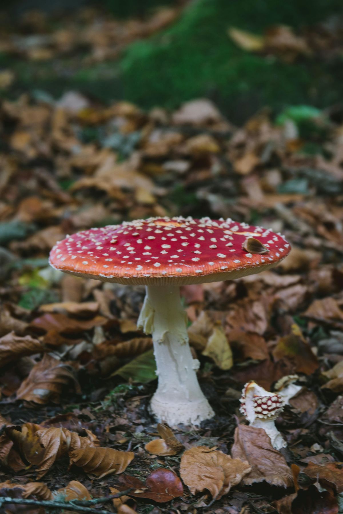 The History of the Fly Agaric Mushroom, 25 October | Event in Oare | AllEvents