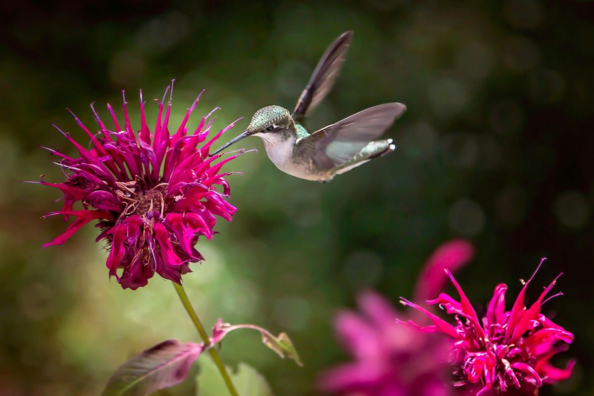 Living with Hummingbirds Workshop, 12 September | Event in Rockport | AllEvents