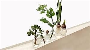 Perfecting Propagation: How to Make one Plant into Hundreds, 23 August | Event in Sparks | AllEvents