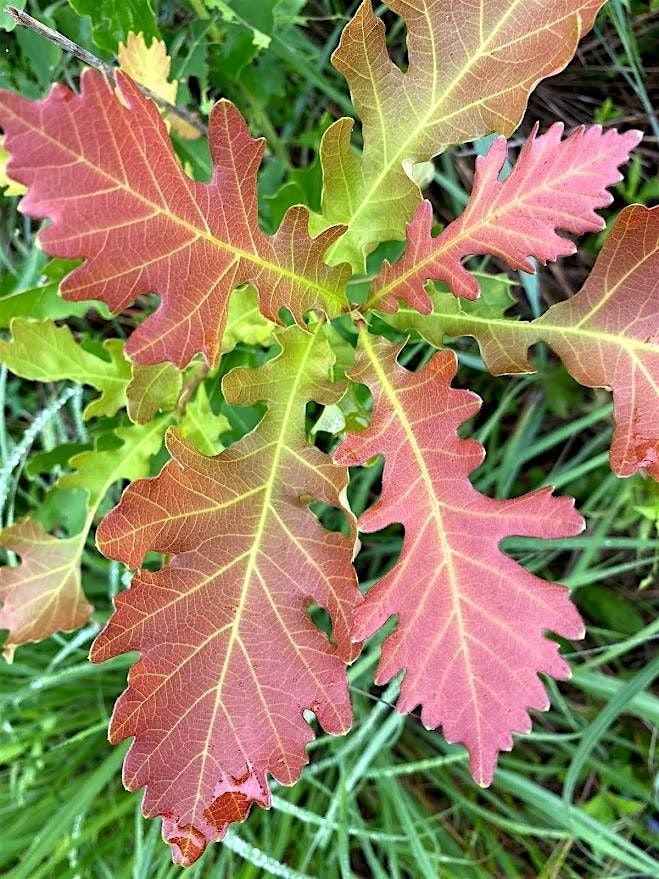 Ajax Community Tree & Wildflower Planting | Kinsmen Park, 4 October | Event in Ajax | AllEvents