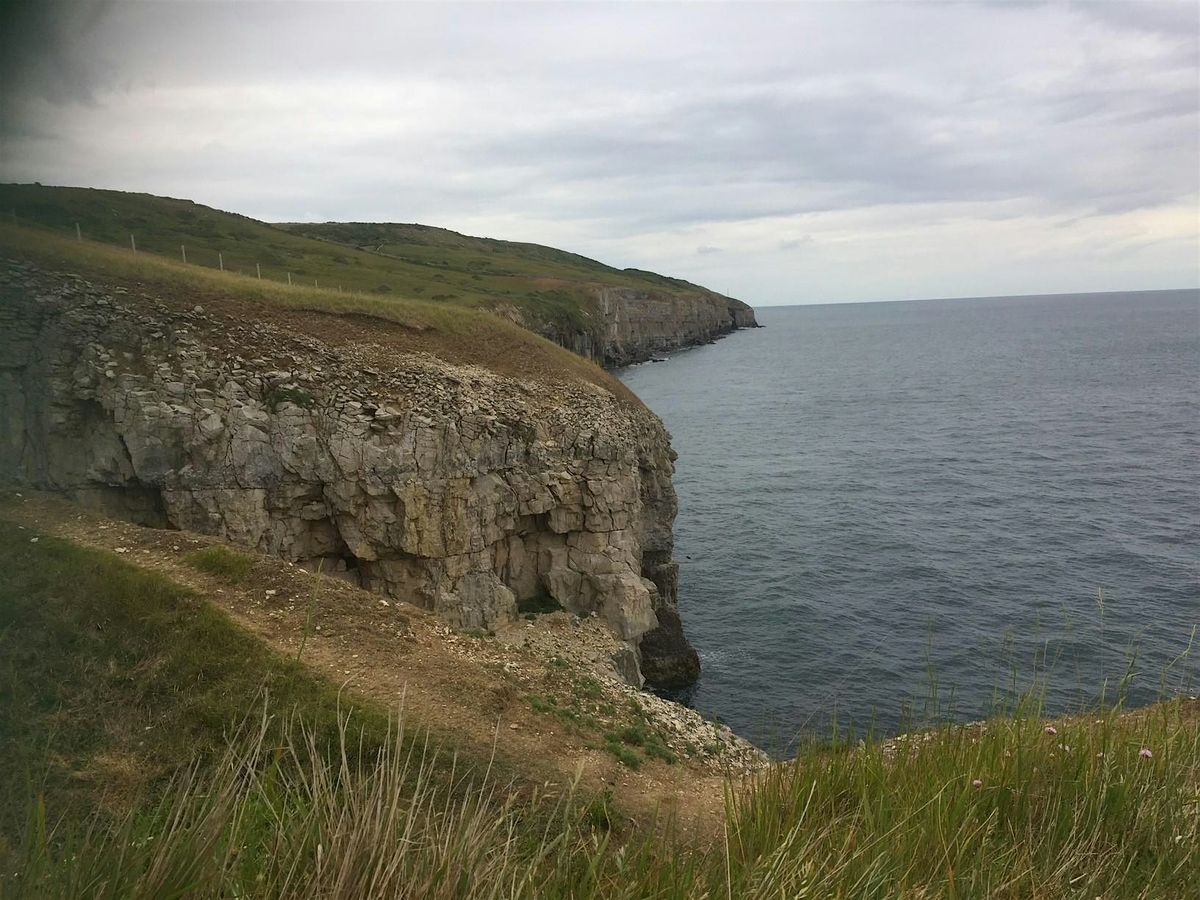 Puffins walk, 19 June | Event in Langton Matravers | AllEvents