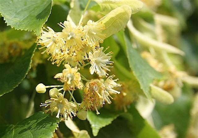 Herbal Foraging Walk Brighton with Jessie Martelhof, 5 July | Event in Stanmer | AllEvents