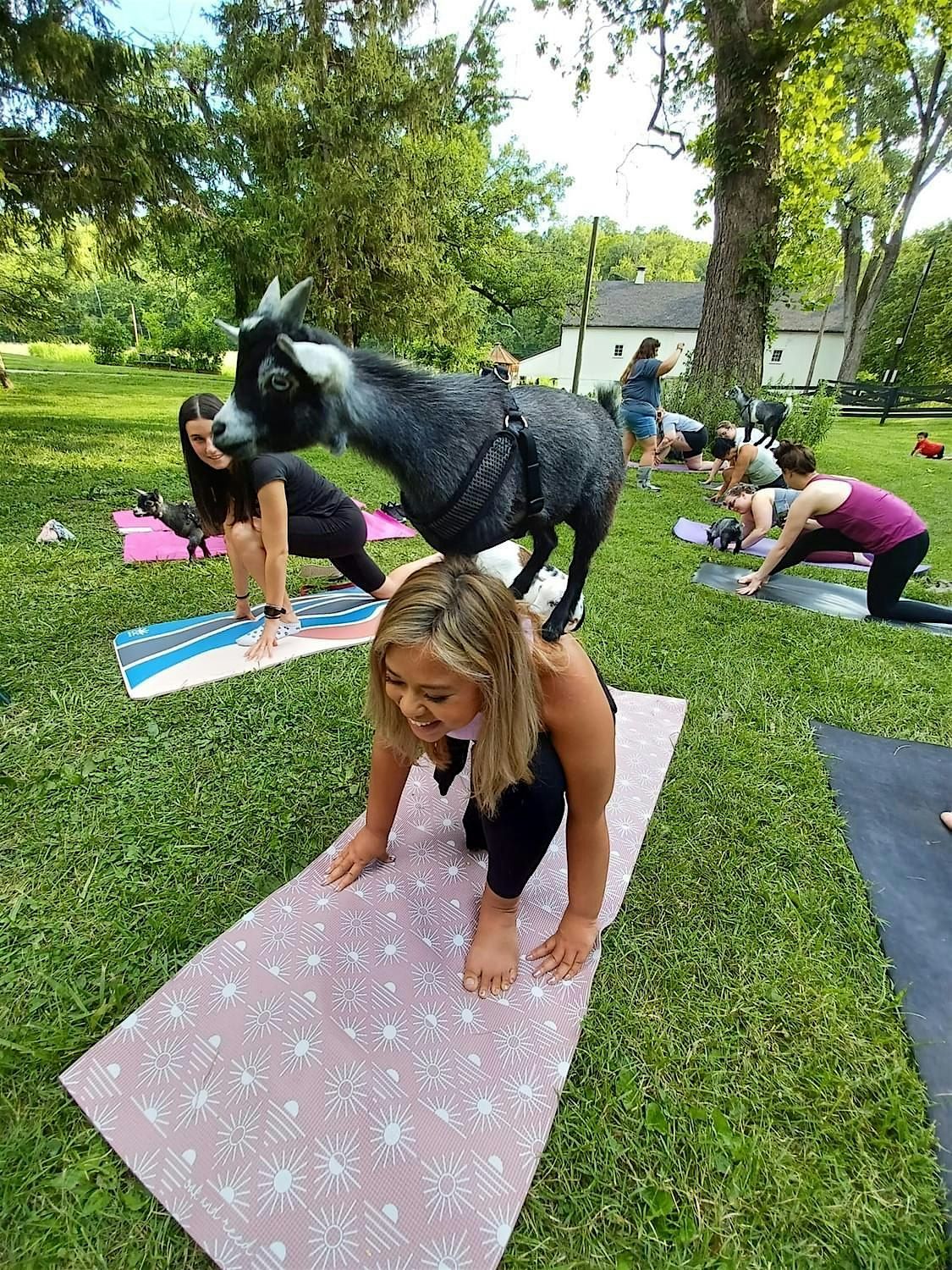 Goat Yoga & U-Pick Lavender, 13 September | Event in Miamisburg | AllEvents