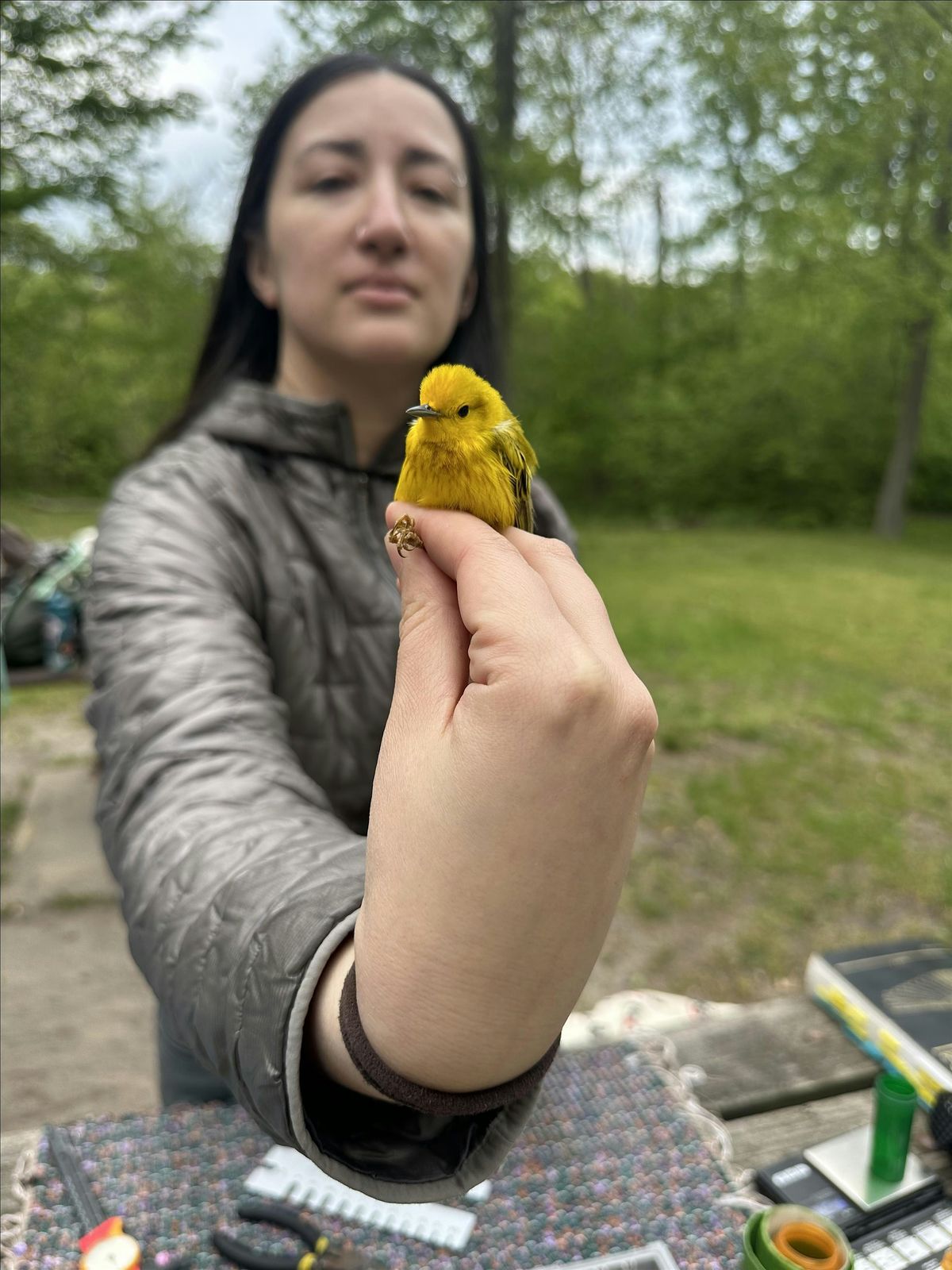 Bird Banding Station Outing with Chicago BIPOC Birders, 1 August | Event in Chicago | AllEvents