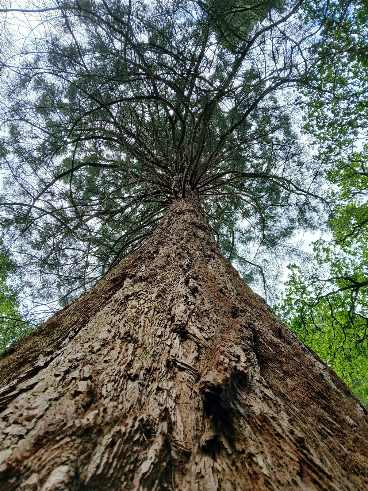 Embracing Winter - Forest Bathing | Event in Coulsdon | AllEvents
