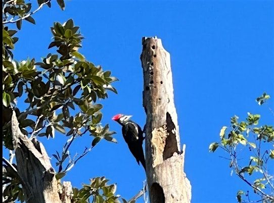 Birding Tour - Ron Sapp Egans Creek Greenway (north), 17 May | Event in Fernandina Beach | AllEvents