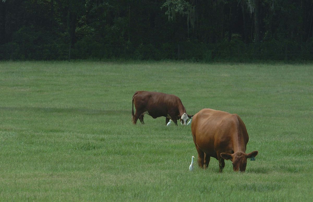 2025 Pasture Management School, 28 May | Event in Citra | AllEvents