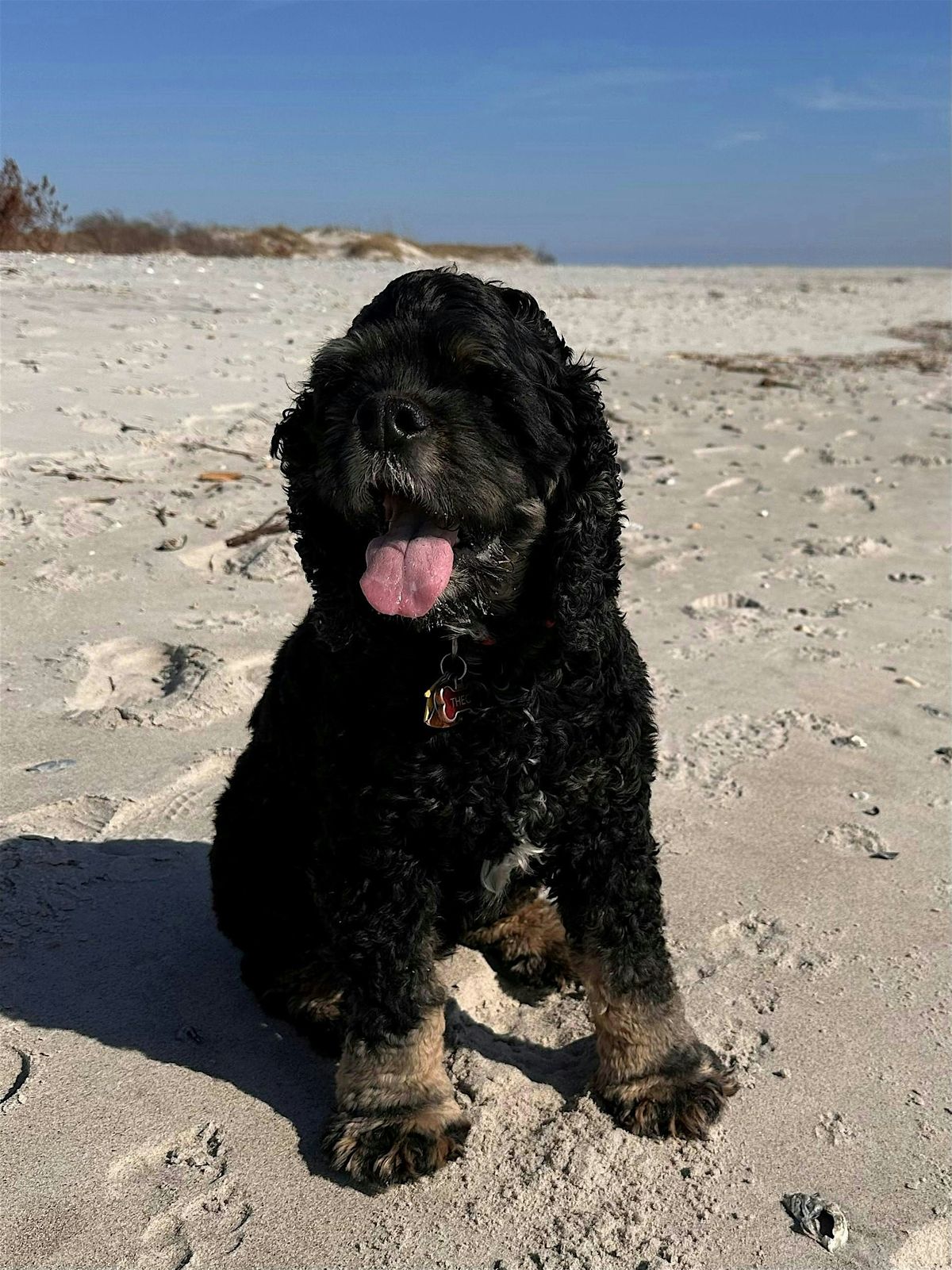 Read to Theo the Therapy Dog | Event in Colchester | AllEvents