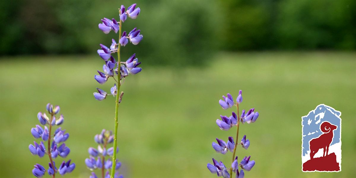 Wildflowers of Rocky Mountain National Park: Montane and Subalpine, 24 June | Event in Estes Park | AllEvents