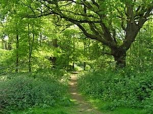 Broad-leaved Trees in Summer, 7 June | Event in Maidstone | AllEvents