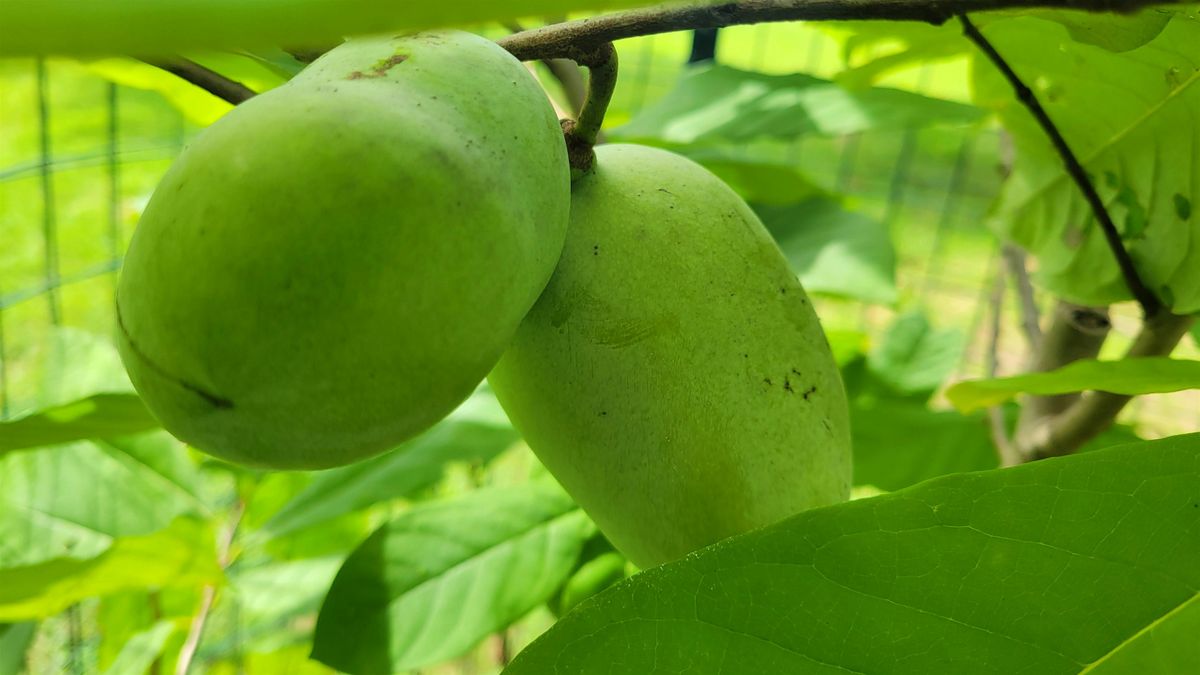 Horticulture Culture: Fascinating World of Fruits, 16 May | Event in Baltimore | AllEvents