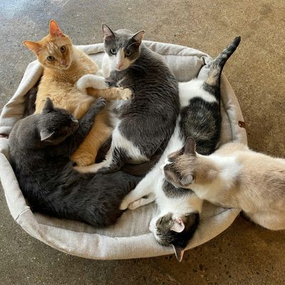 Ferndale Cat Shelter logo