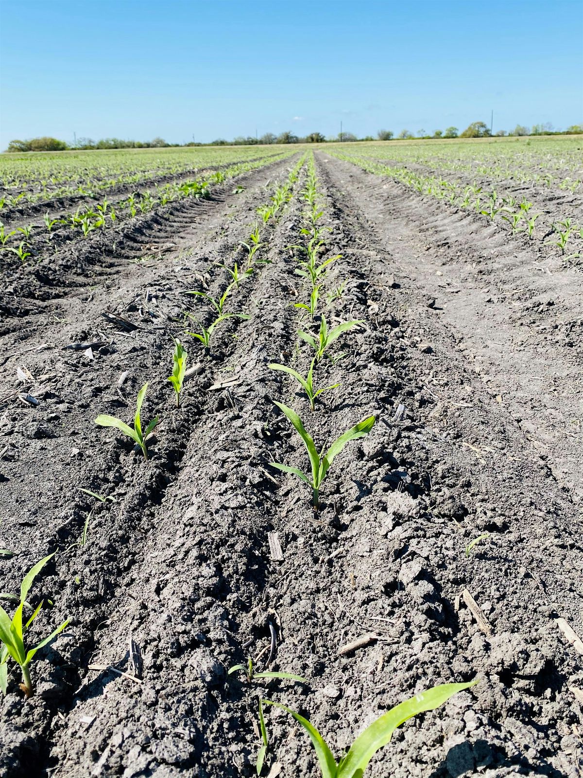2025 Calhoun County Crop Tour, 16 June | Event in Port Lavaca | AllEvents