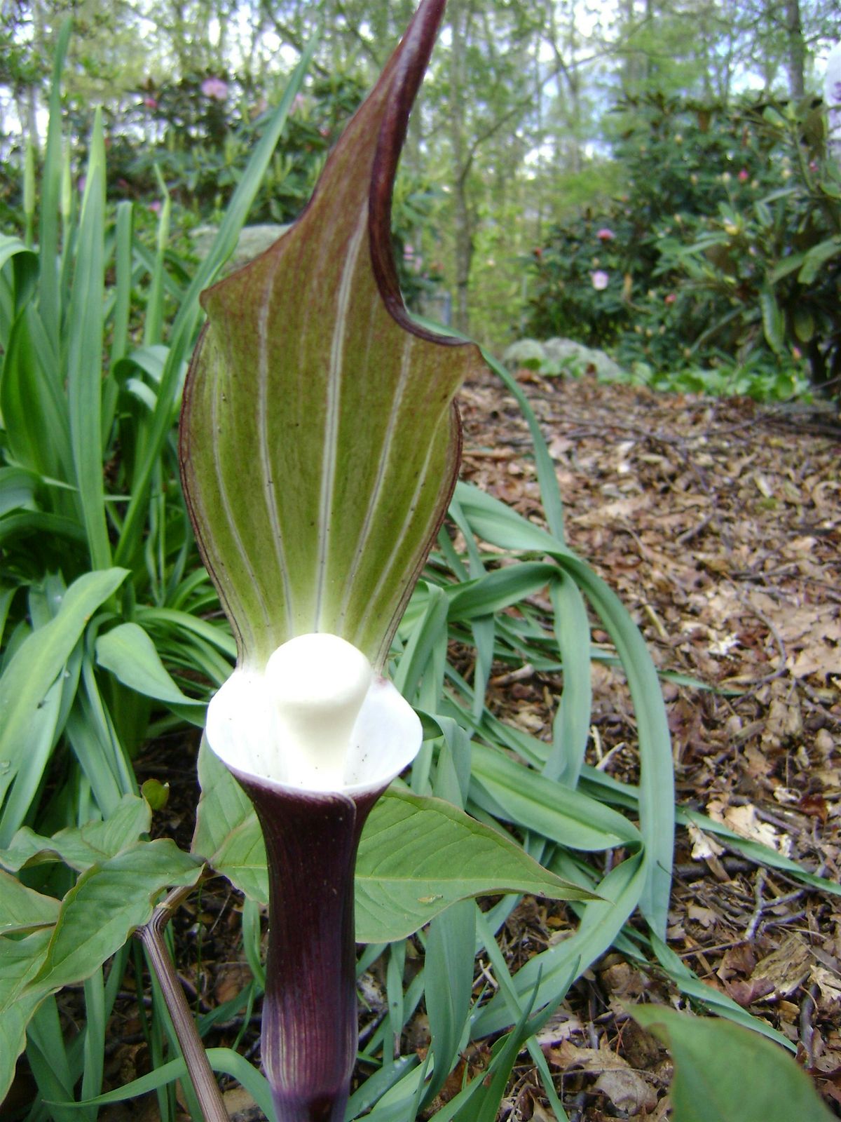 Summer Solstice Sale: Rare and Unusual Plants!, 21 June | Event in Lee | AllEvents